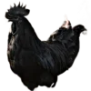 L'œuf de Ayam Cemani