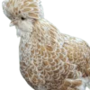 L'œuf de Padoue