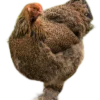 L'œuf de Brahma