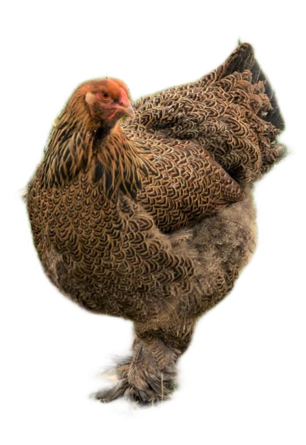 L'œuf de Brahma