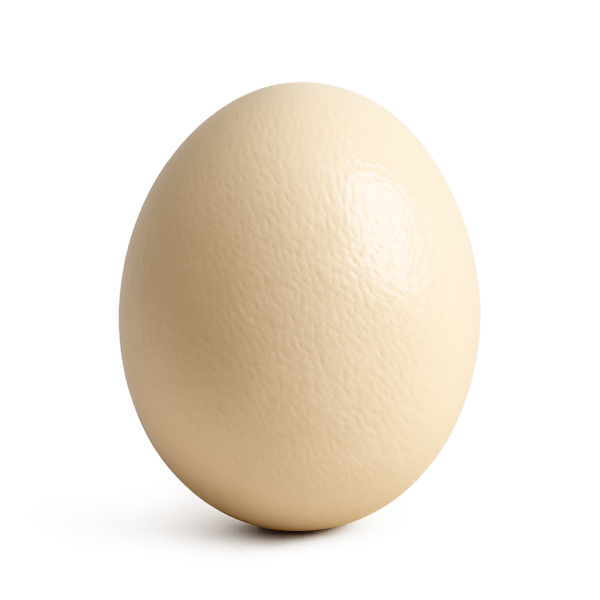 Œuf d'Autruche Frais de 1,7 kg