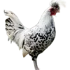 Oeuf de Appenzelloise