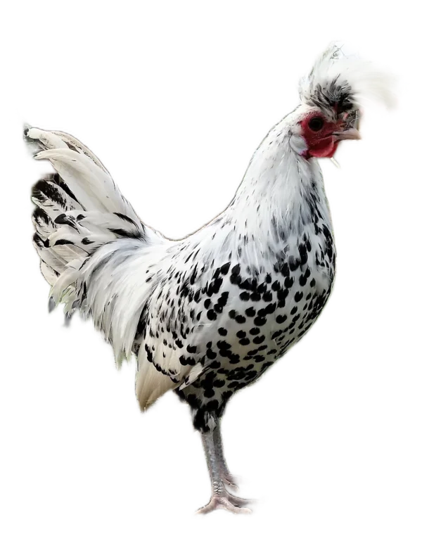 Oeuf de Appenzelloise